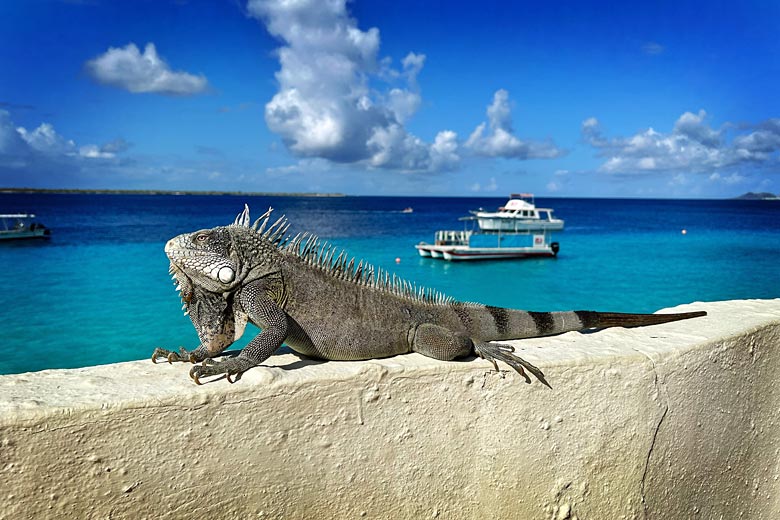 Green iguana sunning itself in Bonaire Green iguana sunning itself in Bonaire