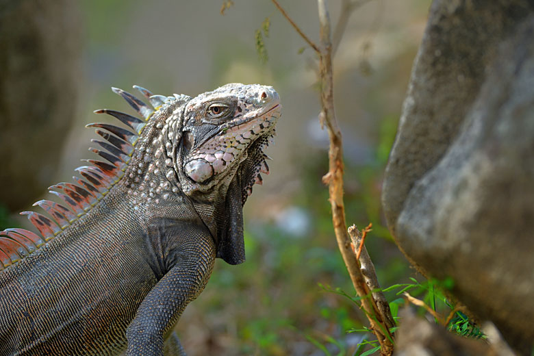 Spot wildlife like iguanas on Anegada island