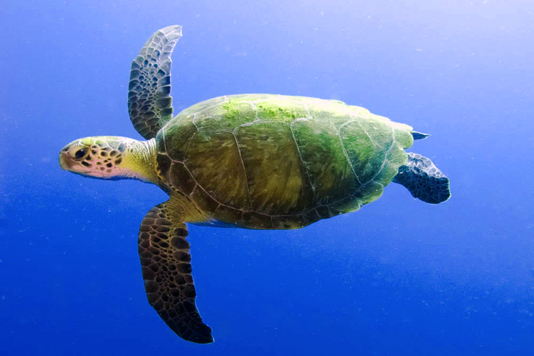 Underwater Cape Verde