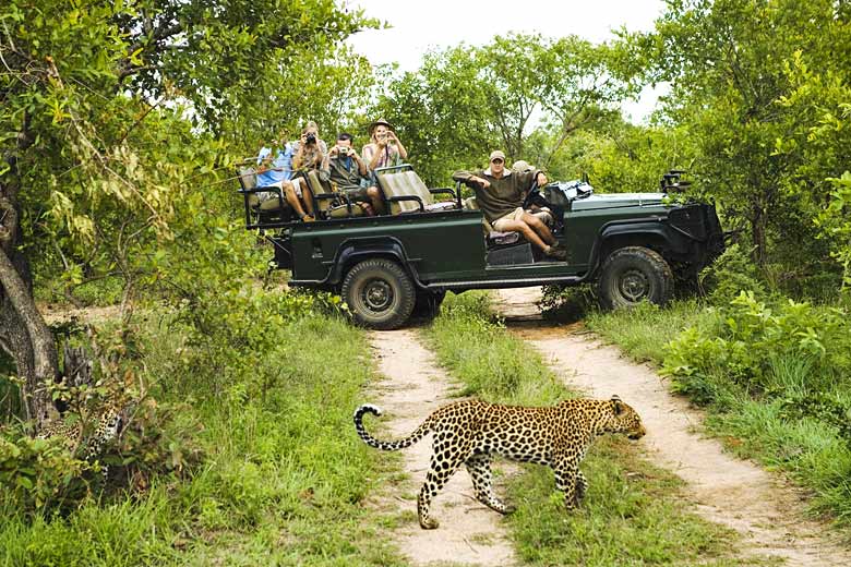 Guided game drive off the tarmac road, Kruger National Park