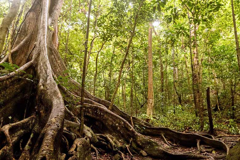 Hike through the forests to the top of Nevis Peak