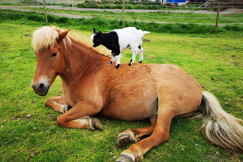 Meet playful locals at Holar Petting Farm Meet playful locals at Holar Petting Farm