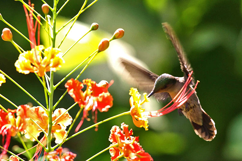 Hummingbird in Hunte's Gardens, Barbados