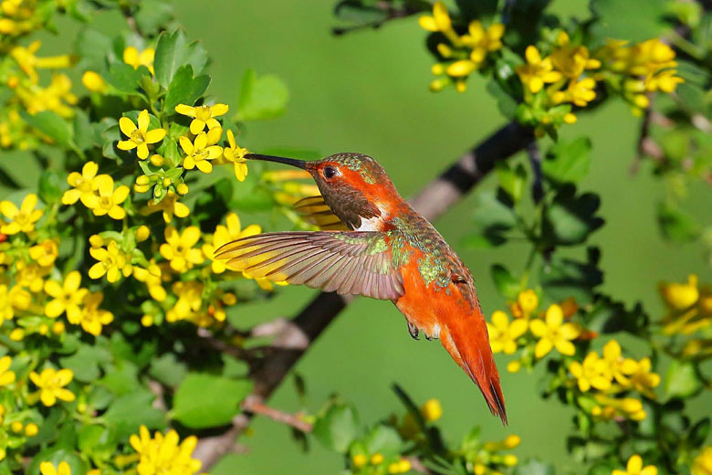 Rufous hummingbird feeding in Vallarta Botanical Gardens Rufous hummingbird feeding in Vallarta Botanical Gardens
