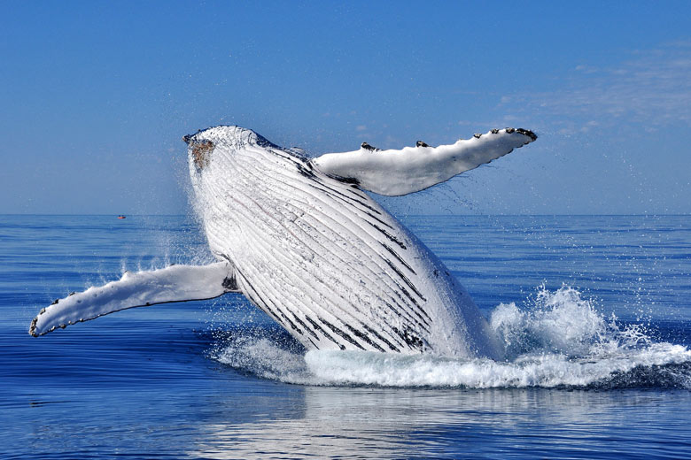 Whale watching in Cape Verde