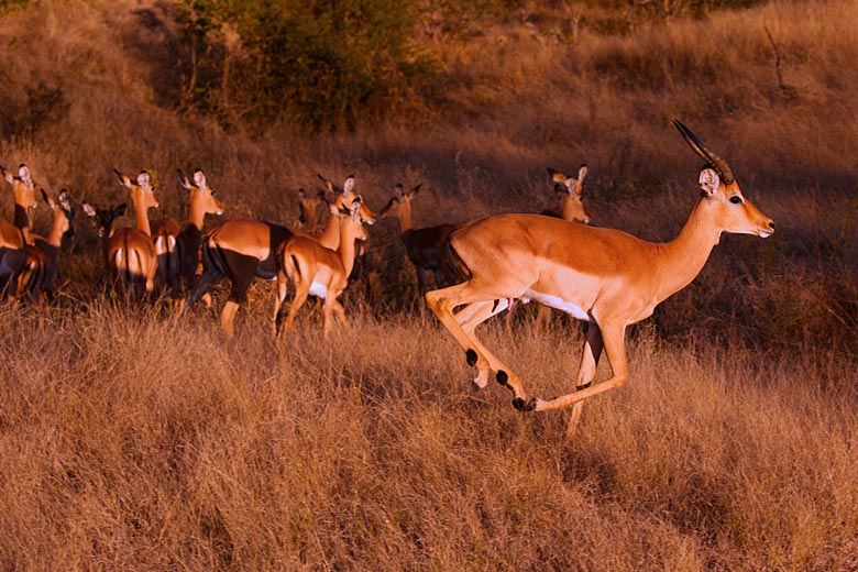 Impala near Victoria Falls, Zimbabwe Impala near Victoria Falls, Zimbabwe
