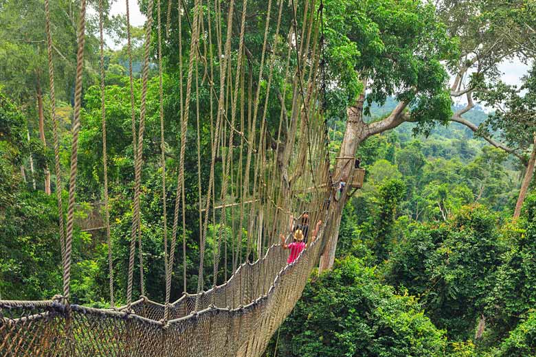Tackle the canopy walkway in Kakum National Park