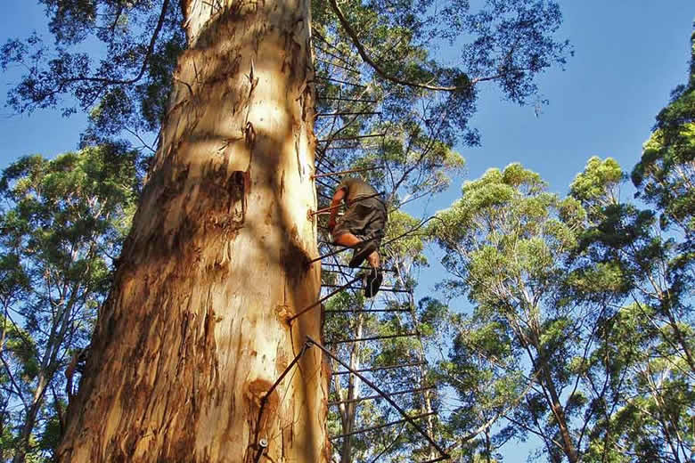 Karri Forest south of Perth, Australia