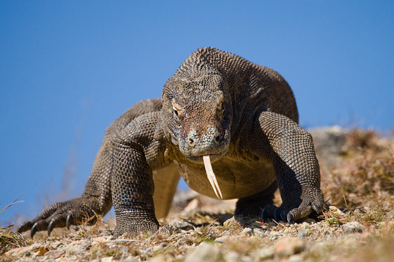 A komodo dragon in its namesake national park A komodo dragon in its namesake national park
