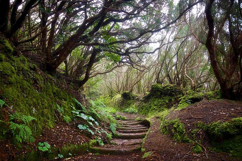 Pathway through Anaga laurel forest Pathway through Anaga laurel forest