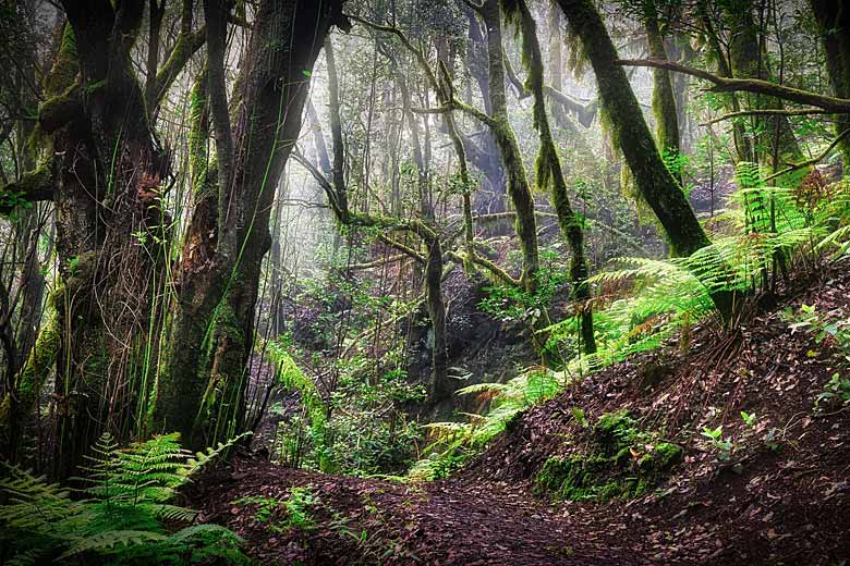 Laurel forest, La Gomera Laurel forest, La Gomera
