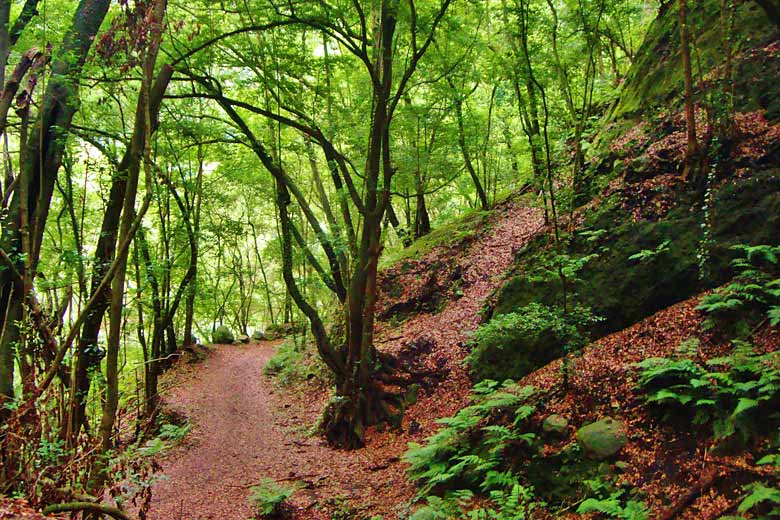 Laurel forest, La Palma Laurel forest, La Palma