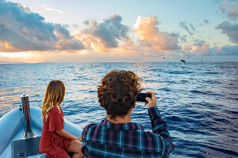 Watching dolphins leap from the waters off Madeira Island