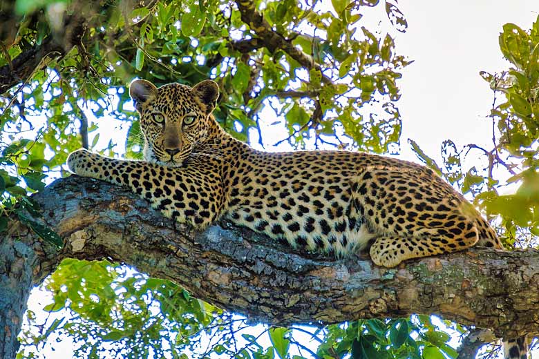 Idling leopard, Kruger National Park, South Africa Idling leopard, Kruger National Park, South Africa