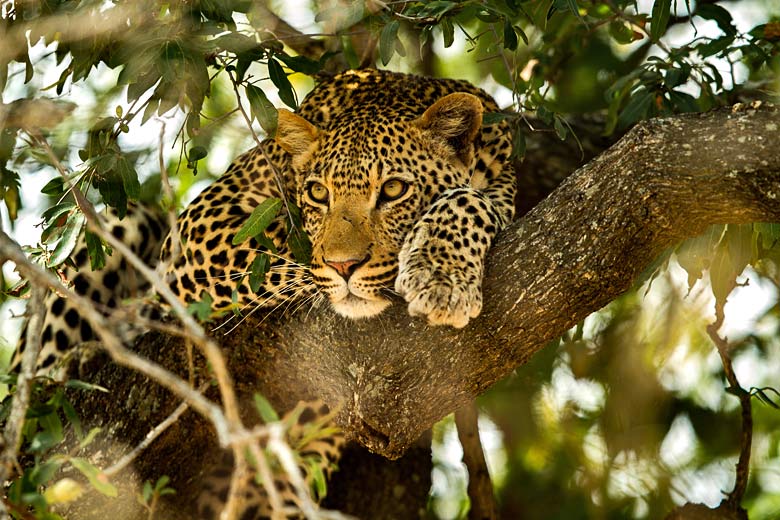 Leopard resting in a tree, Kruger National Park, South Africa © Devon - Fotolia.com