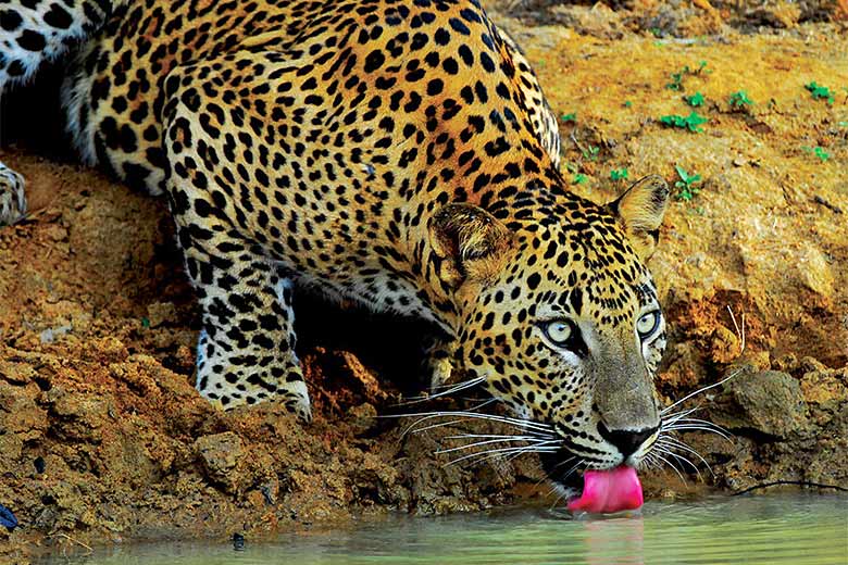 Leopard in Yala National Park, Sri Lanka - photo courtesy of Sri Lanka Tourism Leopard in Yala National Park, Sri Lanka - photo courtesy of Sri Lanka Tourism
