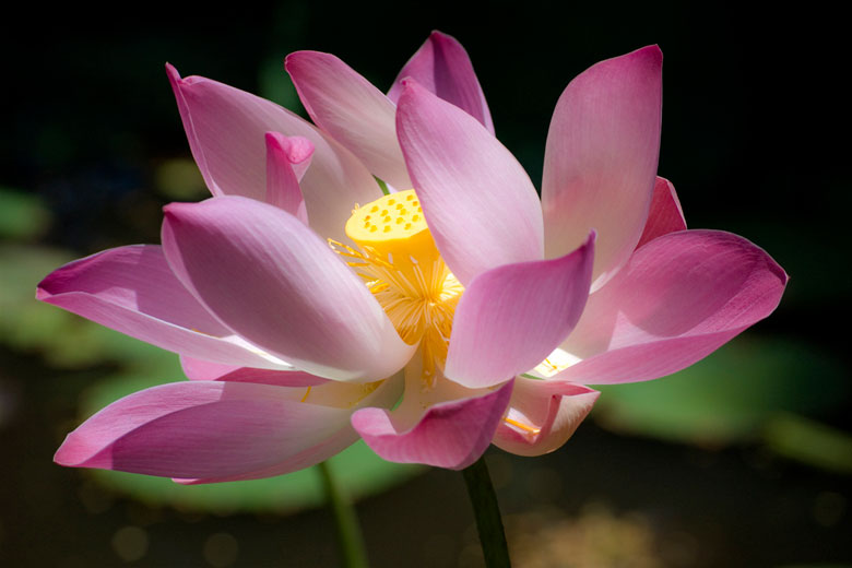 Lotus flower Ubud, Bali © Tanti Ruwani - Flickr Creative Commons