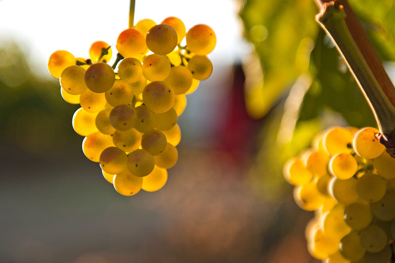 The Malvasia grape, Istria