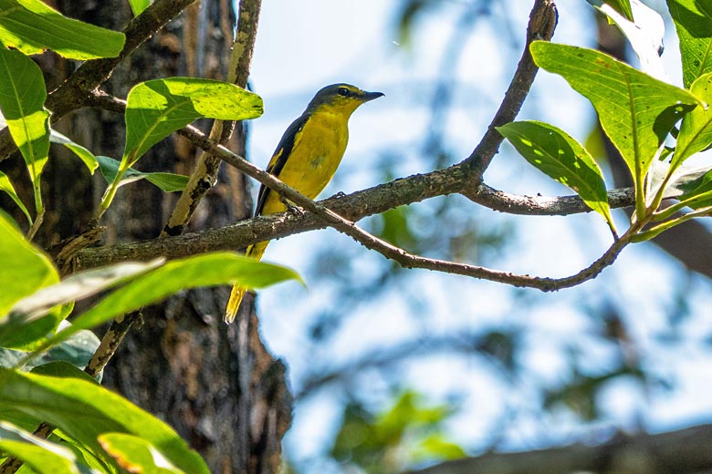 Orange Minivet in the Bhagwan Mahaveer Sanctuary