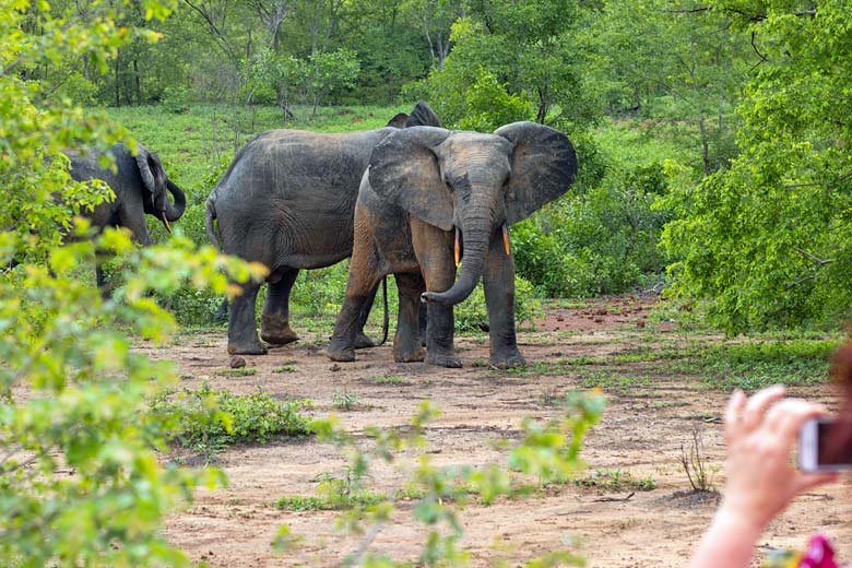 Elephant spotting in Mole National Park
