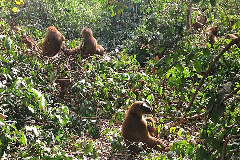 Monkeys in the Makasutu Forest, Gambia