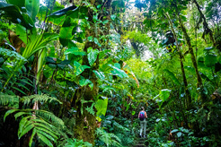 Experience Costa Rica's Monteverde cloud forest