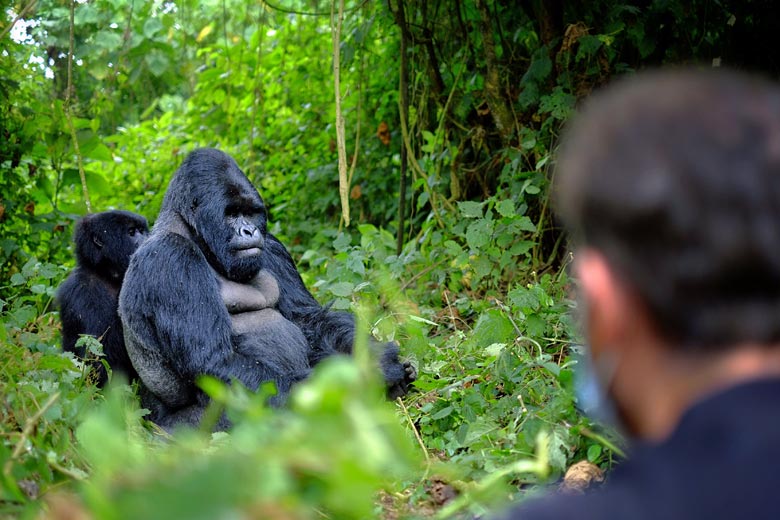 Go gorilla-spotting in Rwanda