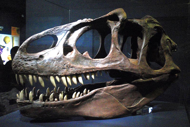 Museo Elder dinosaur skull, Gran Canaria © Juan Ramon Rodriguez - Wikimedia Commons Museo Elder dinosaur skull, Gran Canaria © Juan Ramon Rodriguez - Wikimedia Commons