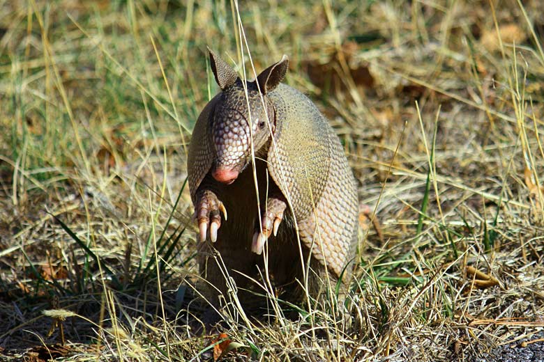 The termite-eating nine-banded armadillo The termite-eating nine-banded armadillo