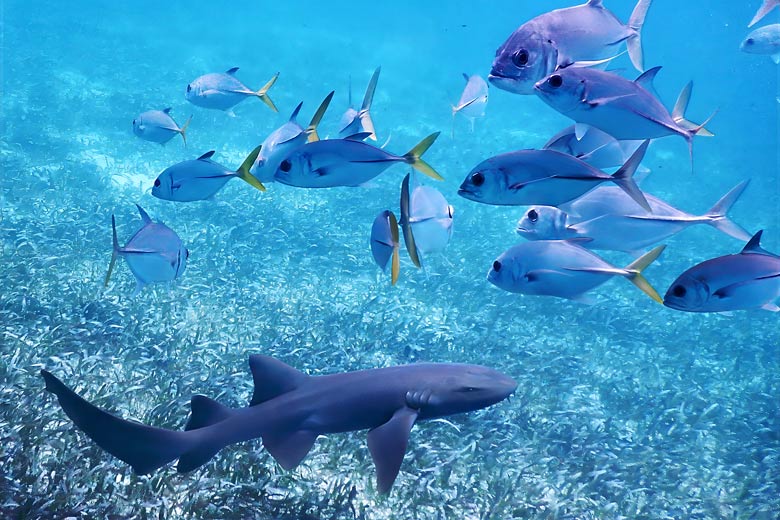 Spot nurse sharks responsibly off Caye Caulker