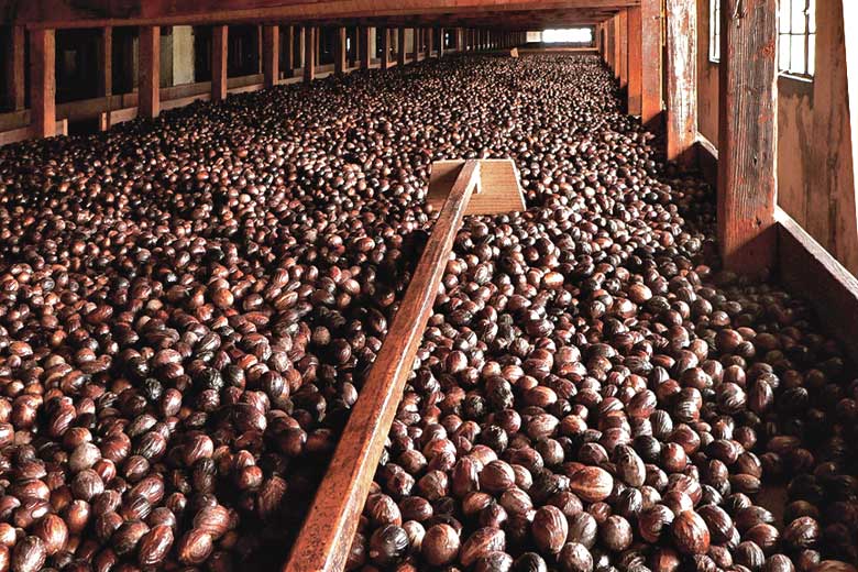 Nutmeg drying in Gouyave © Lee Edwin Coursey - Wikimedia Commons