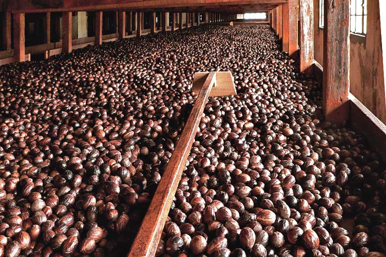 Nutmeg drying in Gouyave