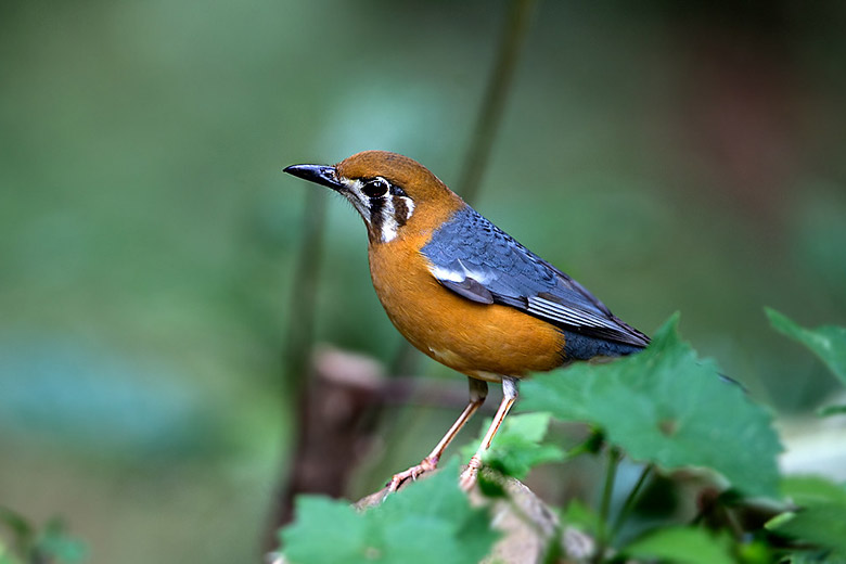 Orange-headed thrush in bird sanctuary near Cochin Orange-headed thrush in bird sanctuary near Cochin