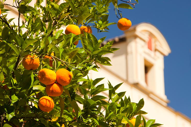 Orange trees on a street in Seville © Ashley Cooper - Alamy Stock Photo Orange trees on a street in Seville © Ashley Cooper - Alamy Stock Photo