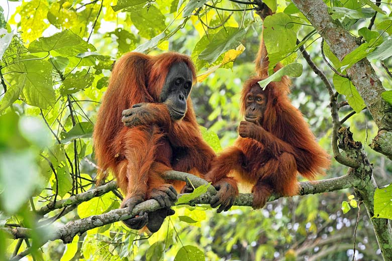 Orangutans in the wild of Mount Leuser National Park Orangutans in the wild of Mount Leuser National Park