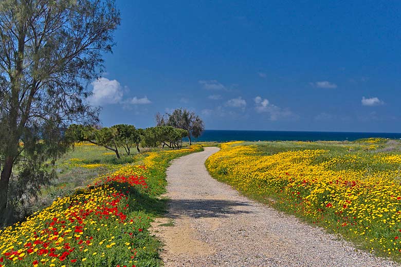 Path down to the sea at Paphos, Cyprus Path down to the sea at Paphos, Cyprus