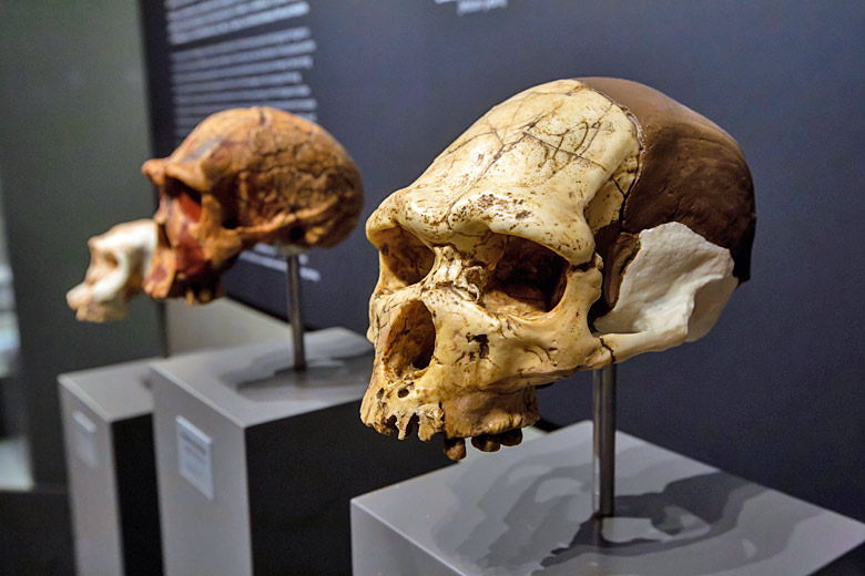 See prehistoric finds from the Petralona Cave