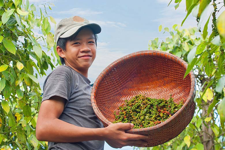 Phu Quoc is famous for its black pepper Phu Quoc is famous for its black pepper
