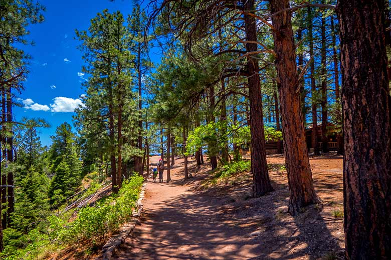 Trail through pine forest on the South Rim of the Grand Canyon Trail through pine forest on the South Rim of the Grand Canyon