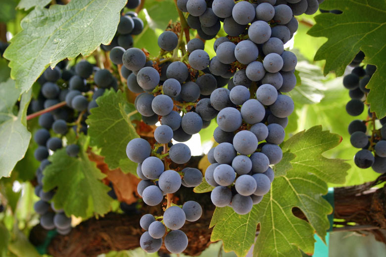 Pinot Noir grapes at Domaine Chandon Pinot Noir grapes at Domaine Chandon