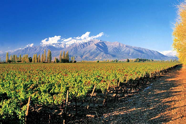 Concha y Toro's Puente Alto Vineyard, near Santiago Concha y Toro's Puente Alto Vineyard, near Santiago