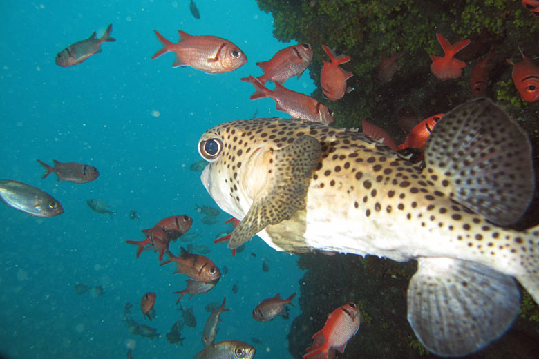 Underwater Cape Verde