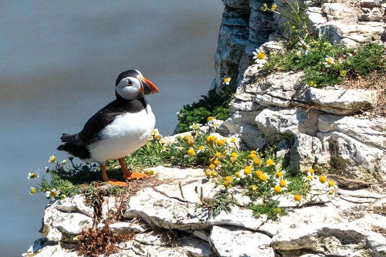 Puffin on Bempton Cliffs Puffin on Bempton Cliffs