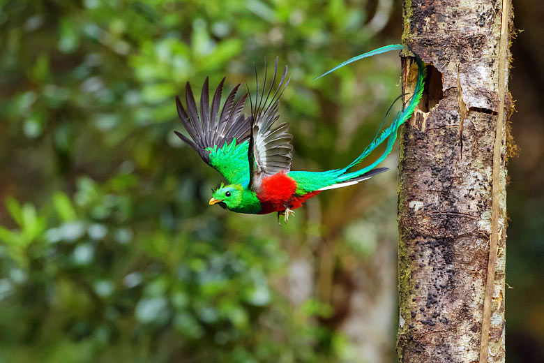 A colourful quetzal takes flight