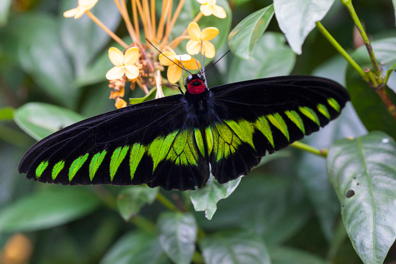 Rajah Brooke's Birdwing, the national butterfly Rajah Brooke's Birdwing, the national butterfly