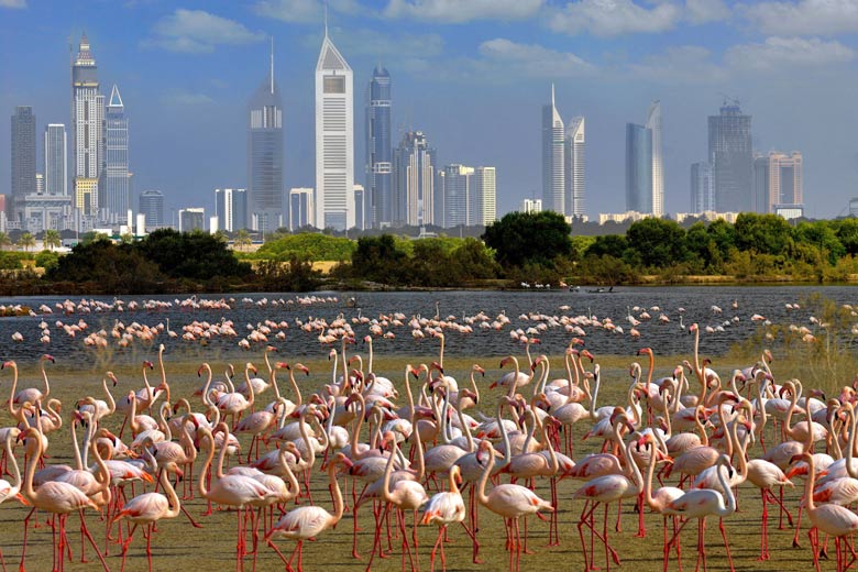 Ras Al Khor Wildlife Sanctuary - photo courtesy of Dubai Tourism