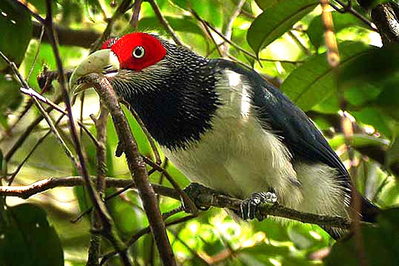 Red-faced Malkoha, found only in southwest Sri Lanka Red-faced Malkoha, found only in southwest Sri Lanka