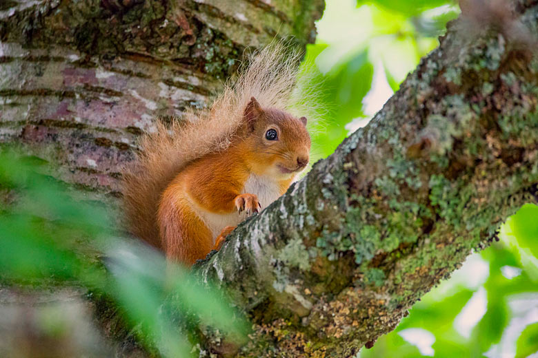 Red Squirrel spotted in the Cairngorm National Park © Karen Bullock - Flickr Creative Commons