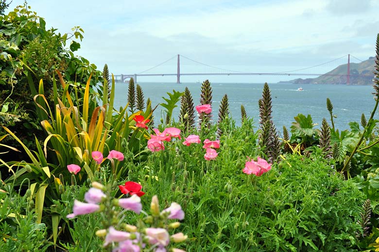 Discover recently-restored Alcatraz gardens
