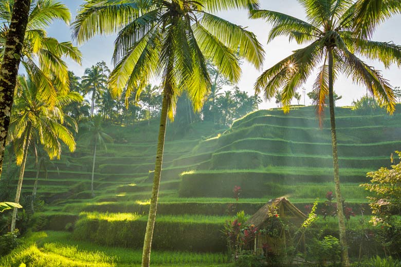 Rice terraces in Bali